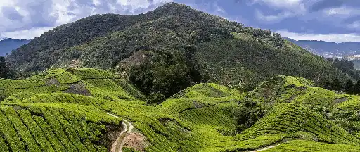 Greenery view at Cameron Highland Malaysia